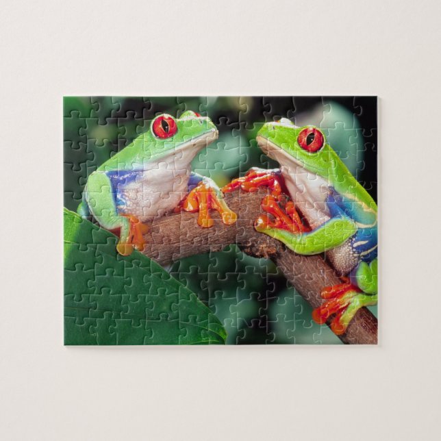 Puzzle Pareja de ranas de ojos rojos, Agalychinis callidr (Horizontal)