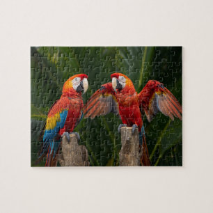 Puzzle Pareja de Vibrantes Guacamayos Escarlatas Aves Tro