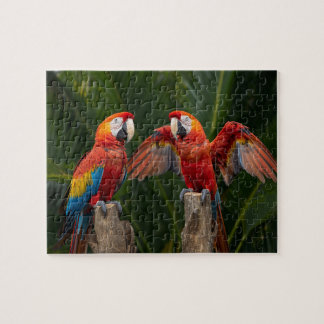 Puzzle Pareja de Vibrantes Guacamayos Escarlatas Aves Tro