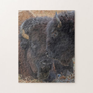 Puzzle Pares consolidados majestuosos del bisonte