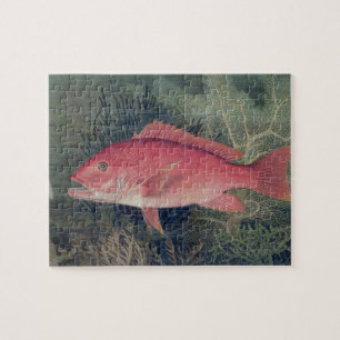 Puzzle Pargo Rojo, de 'Game Fishes of the United States