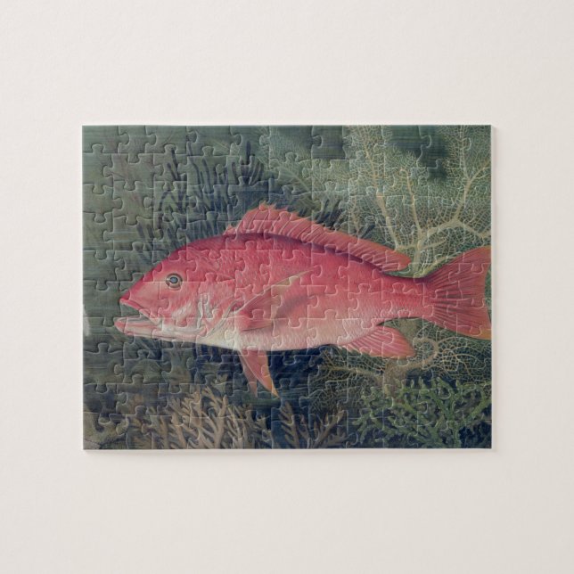 Puzzle Pargo Rojo, de 'Game Fishes of the United States (Horizontal)
