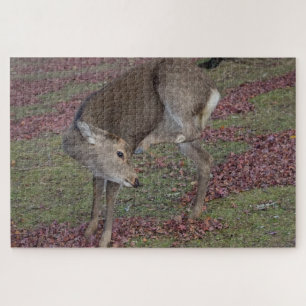 Puzzle parque de nara 2024