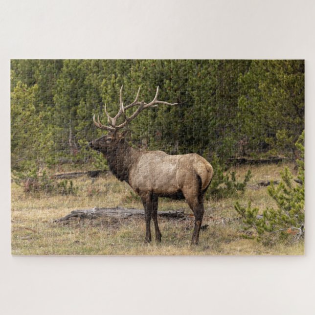 Puzzle Parque nacional Bull Elk Yellowstone, Wyoming (Horizontal)