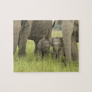 Puzzle Parque Nacional Corbett, Uttaranchal, India.