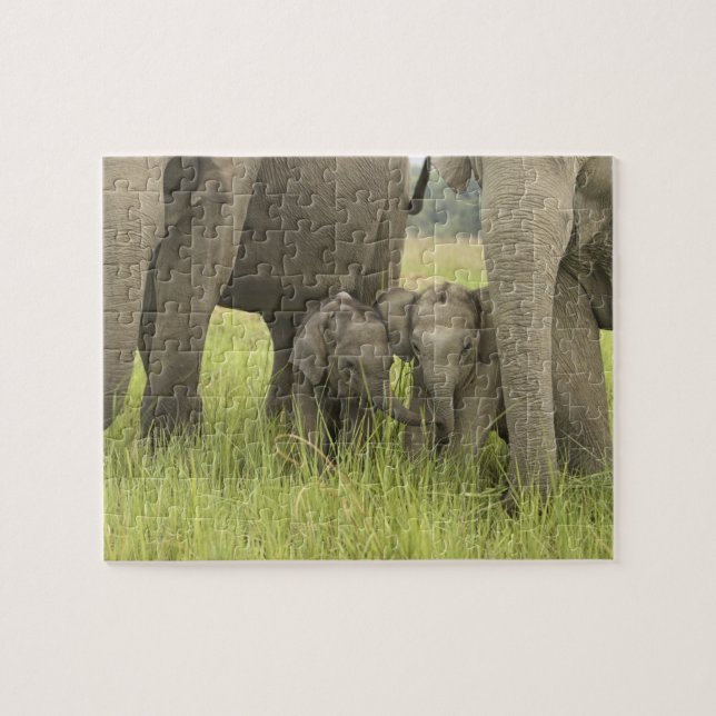 Puzzle Parque Nacional Corbett, Uttaranchal, India. (Horizontal)