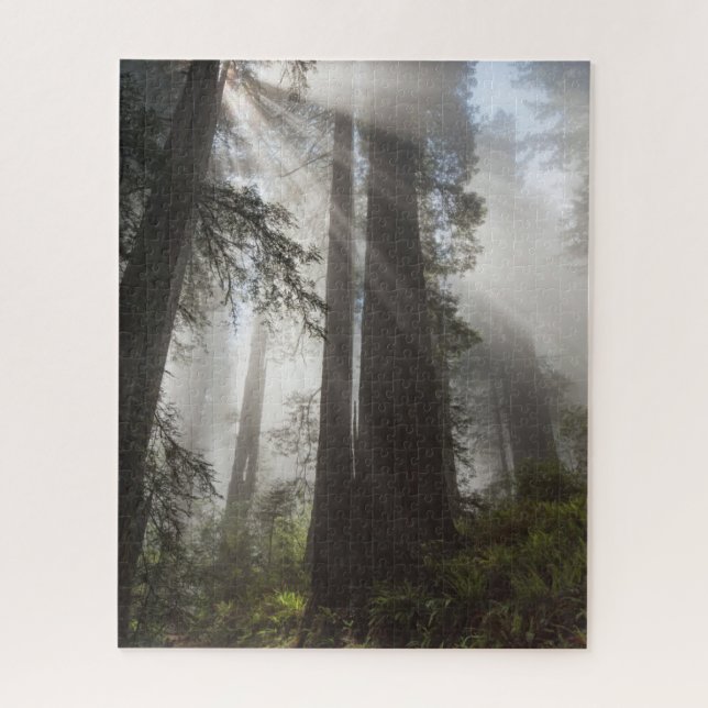 Puzzle Parque nacional Redwood California (Vertical)
