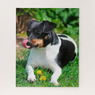 Puzzle Parson Russell terrier.