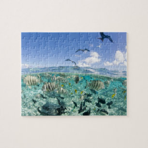 Puzzle Paseo safari por laguna con Stingrays