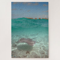 Pastinaca subacuática en Bora Bora