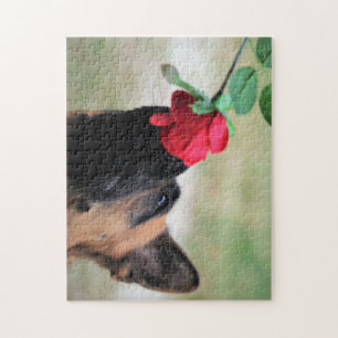 Puzzle Pastor alemán con rosa roja