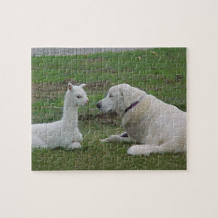 Puzzle Pastor anatoliano y Alpaca Cria