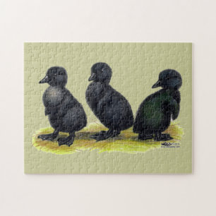 Puzzle Patitos de Cayuga negra
