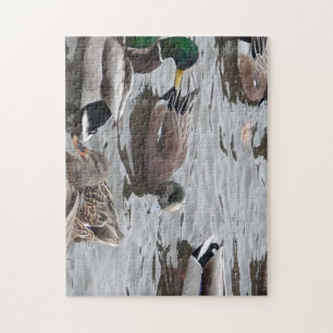 Puzzle Pato, Cerceta Americana, Pájaro, Kennewick, WA