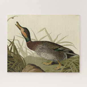 Puzzle Pato de Bemaculated (Brewer's), Aves Audubónicas A