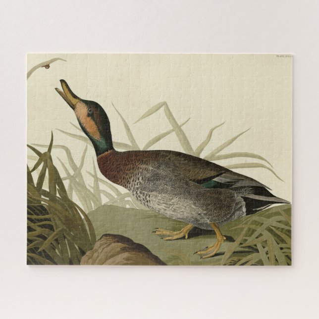 Puzzle Pato de Bemaculated (Brewer's), Aves Audubónicas A (Horizontal)