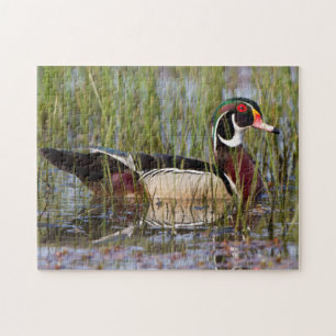 Puzzle Pato de Carolina en humedal