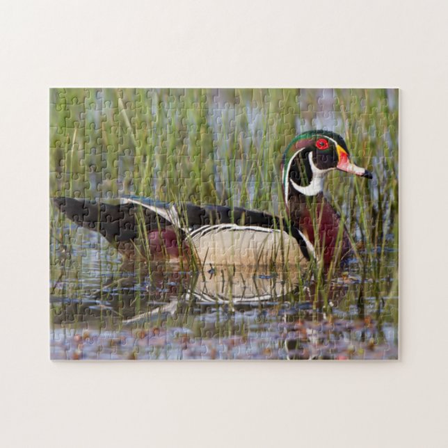 Puzzle Pato de Carolina en humedal (Horizontal)