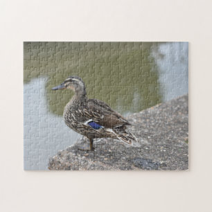 Puzzle Pato de la fotografía de la naturaleza de las aves