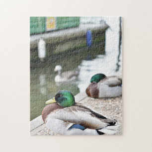 Puzzle Pato de la fotografía de la naturaleza de las aves