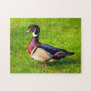 Puzzle Pato de madera macho en la hierba