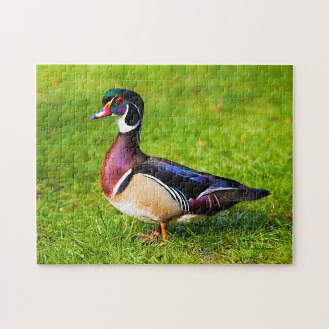 Puzzle Pato de madera macho en la hierba (Horizontal)