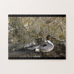 Puzzle Pato de pintail del norte