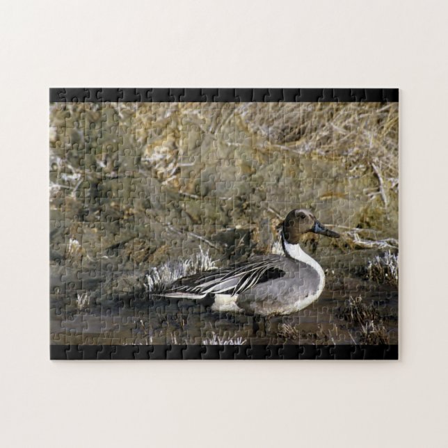 Puzzle Pato de pintail del norte (Horizontal)
