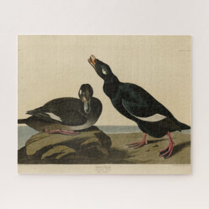 Puzzle Pato de terciopelo - de los pájaros de América de
