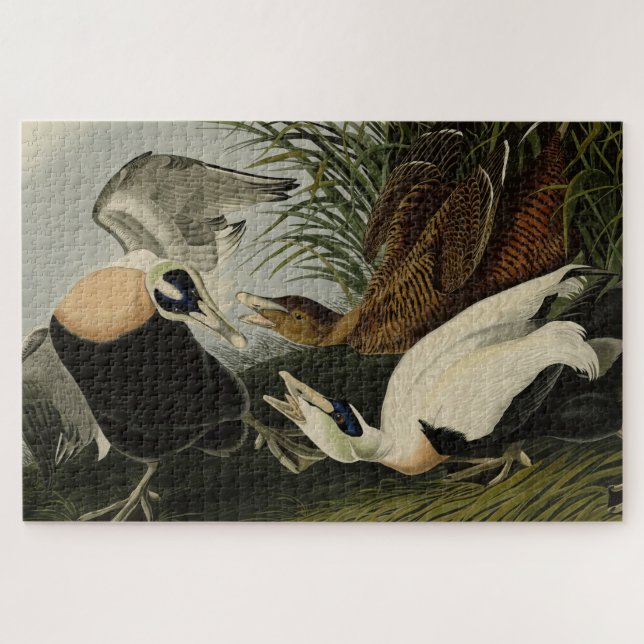 Puzzle Pato Eider, Eider Común, Aves Audubon de América (Horizontal)