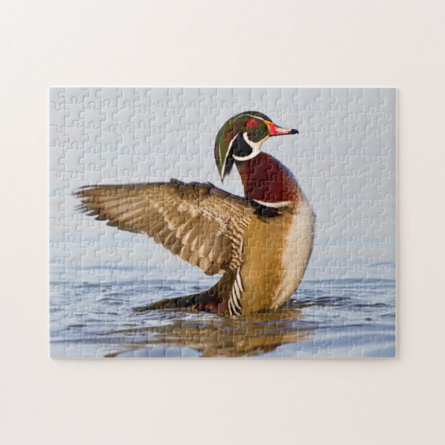 Puzzle Pato joya macho aleteando en humedal (Horizontal)