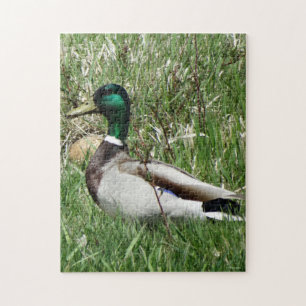 Puzzle Pato macho B55 Mallard Greenhead en la hierba