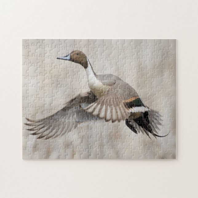 Puzzle Pato Macho de Rabo Puntiagudo en Vuelo (Horizontal)