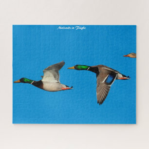 Puzzle Pato Mallard en vuelo