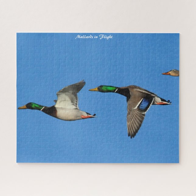 Puzzle Pato Mallard en vuelo (Horizontal)