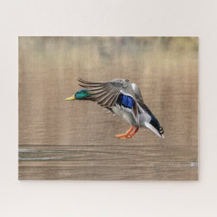 Puzzle Pato Mallard en vuelo
