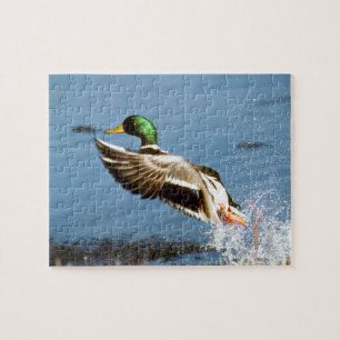 Puzzle Pato silvestre Drake