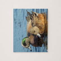 Patos de cirujano americano (Drake y Hen)