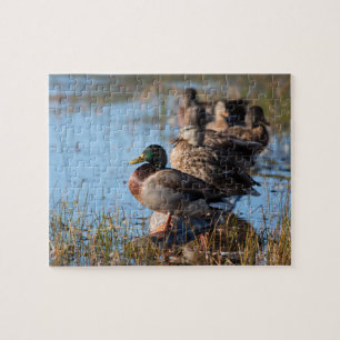 Puzzle Patos del pato silvestre