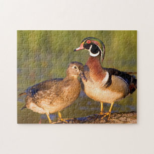 Puzzle Patos joya y hembra sobre tronco en humedal
