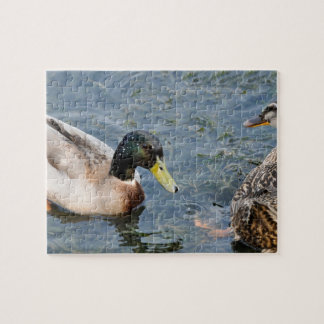 Puzzle Patos machos y hembras en un lago