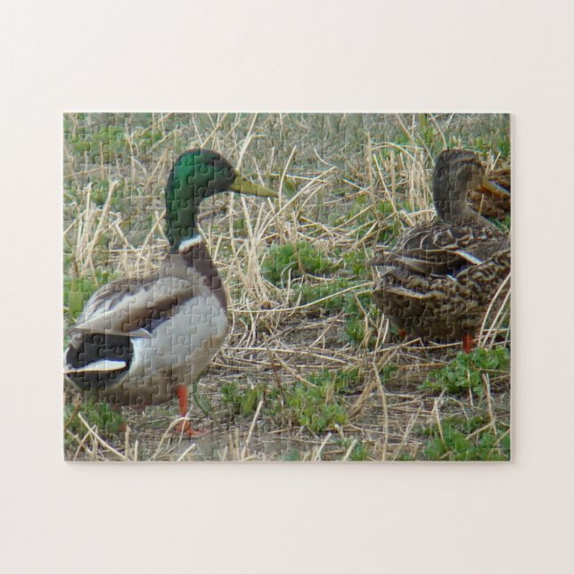 Puzzle Patos silbones B12 (Horizontal)
