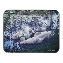 Patos Sleepy Pond Animales