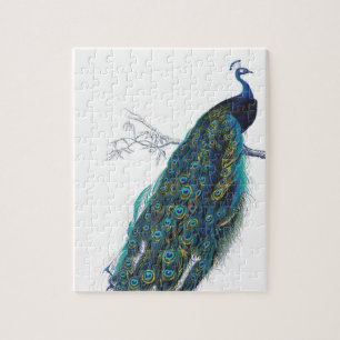 Puzzle Pavo azul con hermosas plumas de cola
