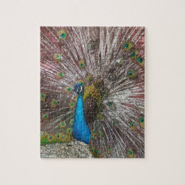 Puzzle Pavo real 