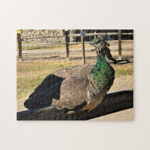 Puzzle Pavo real en una cerca, Idaho