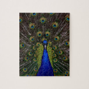 Puzzle Pavo real espléndido