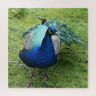 Puzzle Pavo Real Poderoso
