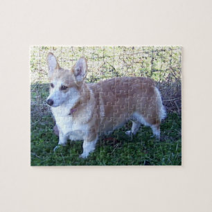 Puzzle PC del Corgi 110 Galés del Pembroke. Lata del