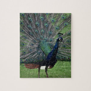 Puzzle Peacock